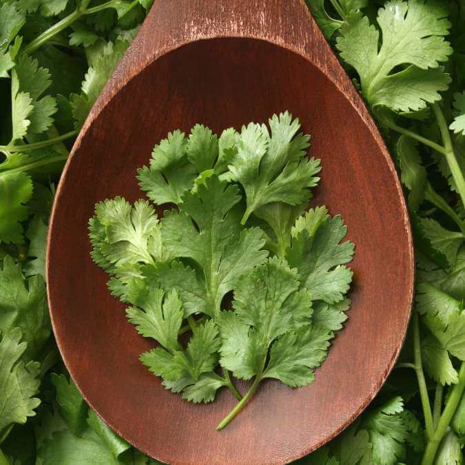 CILANTRO ESCAMA